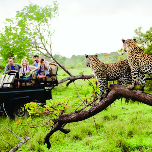 Safari